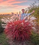 BALDUR Garten Miscanthus 'Lady in Red®',1 Pflanze, mehrjähriges Ziergras, atemberaubende Farbkombination, malerische Wuchsform, winterhart und pflegeleicht