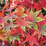 Acer palmatum 'Osakazuki' | Japanischer Ahorn-Laubbaum-Gartenpflanzenbaum im Topf