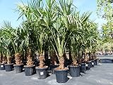 gruenwaren jakubik 3 Stück XXL Palme winterhart 190-220 cm Trachycarpus fortunei, Hanfpalme, Top-Qualität