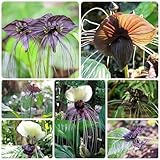 100 Pcs Schwarze Fledermausblume Samen, Wildflower Gartendeko Für Draußen Blumendeko, Tacca Chantrieri, Blumen Deko Wohnzimmer, Luftreinigende Zimmerpflanzen Wildblumensamen Nachhaltige