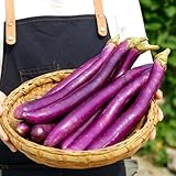 auberginen samen bio freiland, gemüsesamen balkonpflanzen winterhart bonsai kräutergarten küche kräuter pflanzen topfpflanzen draußen gartenpflanzen 90pcs