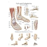 Erler Zimmer Lehrtafel Fuß und Fußgelenke, 50x70cm, Kunstdruckpapier