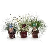 GreenboutiQ - Ziergräser - 3 Pflanzen - Blau - Gelb - Grün - Immergrün - Winterhart - Topf 17cm Höhe 50cm