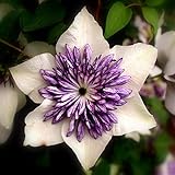 Clematis-Rhizom.Kletterpflanze. „Königin der Reben“. Clematis winterhart mehrjährige Pflanze. -8 Rhizom-E
