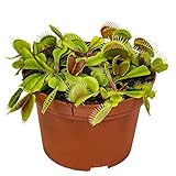 Bloomique - Dionaea Muscipula - Venusfliegenfalle - Fleischfressende Pflanzen - Höhe 10-15 cm - Topf 12 cm