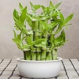 glücksbambus pflanze echt samen pflanzensamen bambus samen minigarten Hydroponischer Anbau, gewächshaus bonsai samen zimmerpflanzen gartenpflanzen balkon deko bambuspflanze stauden 20pcs