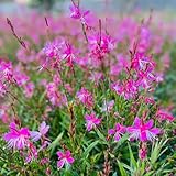prachtkerzesamen, gaura lindheimeri, steingartenpflanzen winterhart, deko prachtkerze bodendecker 125pcs