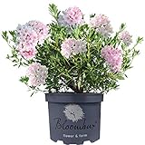 Gardeners Dream Bloombux Rhododendron Pflanze - Immergrüne Sträucher Winterhart - Rosa Blühende Winterharte Pflanzen für Garten, Balkon & Kübel - Garten Pflanzen Größe 20-30 cm (inkl. Topf)