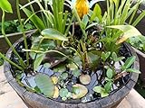 Frühjahrsset 8 tolle Teichpflanzen ideal für den Balkonteich/Miniteich tolle Blüten nie wieder Algenprobleme Anwuchsgarantie