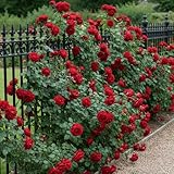 Kletterrose Rot – Pflanze – Tiefrote Blüten, schneller Kletterer für Spaliere & Pergolen – 2 Pflanzen – keine Samen, keine Zwiebeln und nicht künstlich