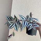 Tradescantia samen dreimasterblume balkon deko topfpflanzen ziergras pflanzen winterhart draußen gräser gartenpflanzen indoor garden sommerblumen zimmerpflanzen samen, ziergräser 200pcs