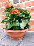 meytrade Blumenschale für draußen Blumentopf Terracotta Indoor Outdoor Durchmesser 20cm stabil & wetterfest Kunststoff Pflanzschale mit Bodenlöcher, Ton01