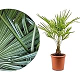 Meine Orangerie Hanfpalme Trachycarpus - Winterharte Palme - Frosthart bis -18 Grad - Chinesische Hanfpalme winterhart - winterfeste Gartenpalme - Palmen winterhart draußen (Ø 22cm)
