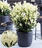 BALDUR-Garten Euonymus 'Himalaya', 1 Pflanze, Euonymus japonicus, winterhart, mehrjährig, pflegeleicht, immergrün, weißer Neuaustrieb, dichter kompakter Wuchs