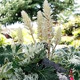AcanthusSamen, sträucher garten Acanthus ilicifolius, blumensamen blumendeko blühende sträucher winterhart gartendeko für draußen wildblumensamen balkonpflanzen bonsai 150pcs