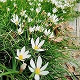 zephyranthes zwiebeln - blumen geschenk, blumenstrauß zephyranthes blumenzwiebeln winterlinge zwiebeln winterhart mehrjährig seltene pflanzen, blumen balkon blumenzwiebel pflanzer, 8pcs