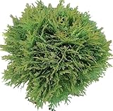 Thuja occidentalis Danica Kugel Lebensbaum immergrün 70-80 cm