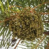 dattelpalme kaufen samen - baum hochbeet balkon pflanzen samen balkon pflanze balkon beet winterharte balkonpflanzen biosaatgut bonsaibaum exotische zimmerpflanzen samen bodendecker 15pcs
