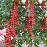 Tomate -Sweet Million- 10 Samen (F1) Ultra Ertrag Süß und lecker (Hoher Tomatenertrag)