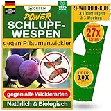 GREEN GUARDIA Schlupfwespen gegen Pflaumenwickler - 9 Karten à 3 Lieferungen - Effektive Bio-Bekämpfung gegen Pflaumenwickler, Alternative zuWicklerfalle, Spritzmitteln, Nematoden & Pheromonfallen