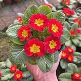 400samen winterharte primeln indoor garten wiesensaatgut kräuterpflanzen winterharte kübelpflanzen, wiesenblumen mehrjährig winterhart,