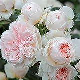 Kölle's Beste! Kletterrose ‘Sabrina ®`ist eine cremeweiß blühende und duftende ADR-Topfrose. Frisch aus der eigenen Gärtnerei mit kräftige Triebe und dichten Wurzeln. Im 6 Liter Topf.