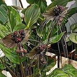 fledermausblume, winterharte kübelpflanzen frühlingsblume, seltene wohnzimmer deko bodendecker 80samen