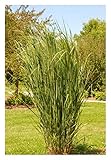 3 x Panicum virgatum 'Northwind' im 1 Liter Topf (Ziergras/Gräser/Winterhart/Mehrjährig/Staude) Reisen Rutenhirse - TOP SORTE/EXTREM AUFRECHT - Perfekt für als Sichtschutz - von Stauden Gänge