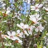 manuka - bonsai indoor manukasamen, zimmerpflanzen winterharte balkon, deko wohnzimmer 200pcs