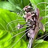 fledermausblume, steingartenpflanzen winterharte garten bodendecker topfpflanzen hochbeet 50samen