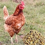 Samore 25 kg Hühnerfutter Nagerfutter, Kaninchenfutter Weizenkörner Getreide natürlich Gentechnik frei