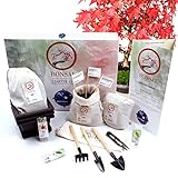 Nosy Nomad Bonsai Baum Kit | Premium Authentisches Japanisches Bonsai Starter Kit - Enthält: 3 Sorten Bonsai Samen, Bonsai Erde, Töpfe und ein Werkzeug Set in Einer Aatemberaubenden Geschenk-Box