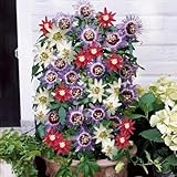 passionsblume, gartendeko für draußen rankpflanzen geschenke für gartenliebhaber kletterpflanzen 100samen