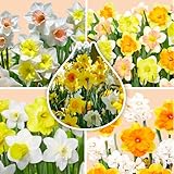 Narzissenzwiebeln 50 x ’Mix’ – The Bulb Farmers - Frühjahr – in den Niederlanden gezüchtet - Narzissen Zwiebeln – Blumenzwiebeln