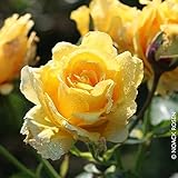 Kölle's Beste! Kletterrose 'Sommergold ®' ist eine Leuchtend goldgelbe und duftende Rose aus Züchtungen des bekannten Deutschen Rosenzüchters Noack Rosen. Im 6 Liter Topf.