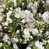 teppichphlox - samen stauden samen blumensamen polsterphlox - Seltene Pflanzen - bodendecker winterhart mehrjährig phlox pflanzen winterhart mehrjährig flower seeds gartenblumen blumen 60pcs