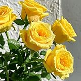 rosensamen kletterrosen duftend - winterharte blumen indoor plants pflanzensamen blumensamen kaufen deko pflanzen saat hochbeett plants topfpflanzen draußen winterhart pflanzendeko 1000pcs