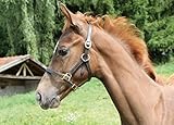 Kerbl Halfter Fohlenhalfter Eco, Leder Braun, 327040