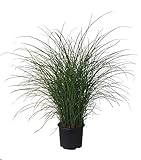 Premier Plant Solutions 10118 Miscanthus Maiden Grass (Miscathus Sinensis) Gracillimus, 3 Gallonen