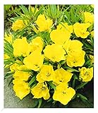 BALDUR Garten Nachtkerze, 3 Pflanzen Oenothera macrocarpa winterhart Blütenstaude, winterharte Staude, trockenresistent, mehrjährig, bienenfreundlich und schmetterlingsfreundlich, blühend