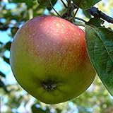 Apfelbaum Kaiser Wilhelm historischer robuster Winterapfel Busch ca. 110-140 cm 9,5 Liter Topf MM111