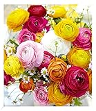 BALDUR Garten Gefüllte Ranunkeln,10 Stück Blumenzwiebeln Ranunculus asiaticus, winterhart, Wasserbedarf gering, blühend, Schnittblume, Frühjahrsblüher