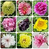 Pfingstrosen Zwiebeln, blumenzwiebeln mehrjährig winterhart gartenpflanzen gartendeko für draußen bodendecker blumen garten pflanzen für sonnige plätze frühlingsblumen zwiebeln 6pcs