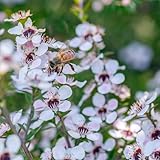 manuka - gartenpflanzen winterhart mehrjährig manukasamen, zimmerpflanzen gartenblumen schnittblumen 500pcs