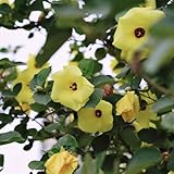 hibiskus pflanze samen - pflanzen balkon, deko wohnzimmer hibiskus samen winterhart, bonsai tree bäume pflanzen, hecken sträucher winterharte kübelpflanzen, deko blumen gartenblumen, 600pcs