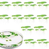 LLHCF 2 Stück synthetische schwimmende Wasserlinsen für Aquarium-Dekoration, realistische Wasseroberflächen, Pflanzensimulation, künstliche Entenlinsen