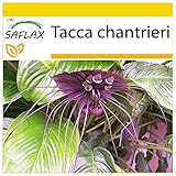 SAFLAX - Anzucht Set - Fledermausblume - 10 Samen - Mit Mini-Gewächshaus, Anzuchtsubstrat und 2 Töpfen - Tacca chantrieri