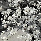 magnolienbaum samen - magnolia - gartenblumen, schnittblumen samen magnolie samen winterharte kübelpflanzen, deko blumen pflanzen samen, zimmerpflanzen samen winterharte pflanzen für 30pcs