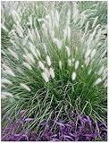 3 x Pennisetum alopecuroides im 1 Liter Topf (Ziergras/Gräser/Winterhart/Mehrjährig/Staude/Stauden) Lampenputzergras - Weiche Halme für bewegte Gartenszenen - von Stauden Gänge