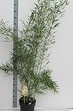 Fargesia robusta 'Campbell' - Hoher Heckenbambus - Zebra Bambus (C1-1 Liter / 50-60 cm)